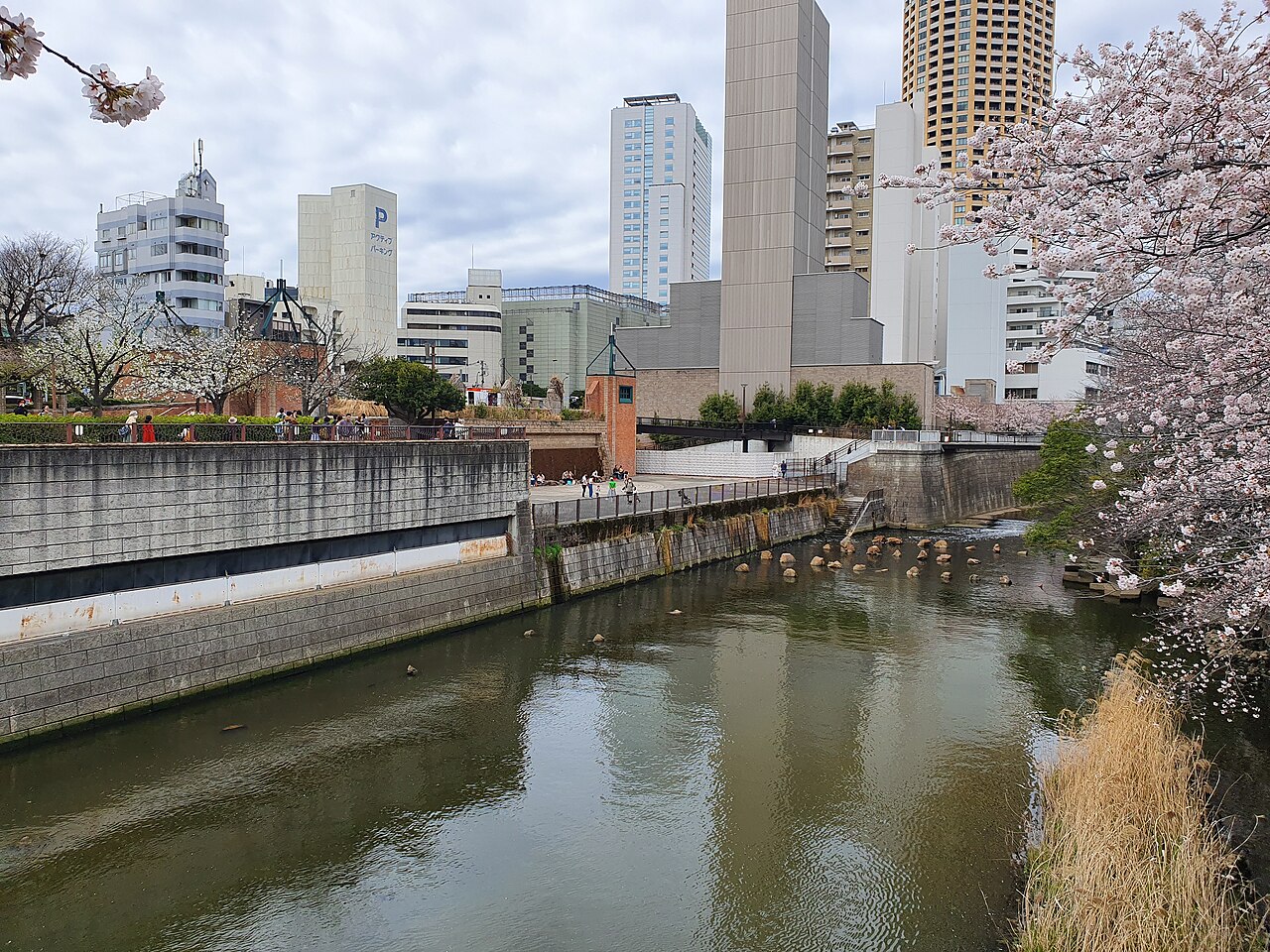 桜の季節の目黒川
