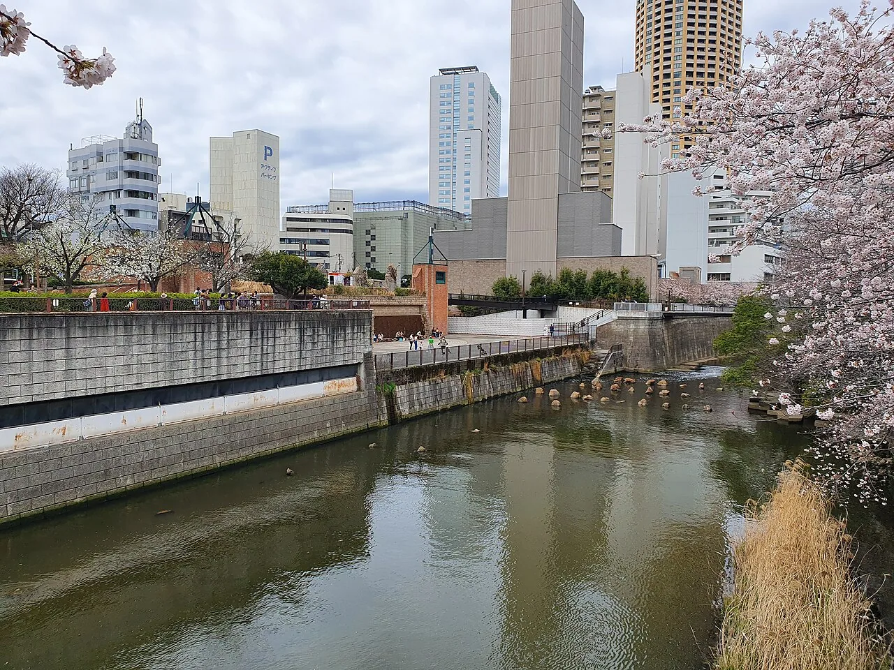 桜の季節の目黒川